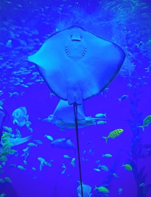樂清鰩魚圖片