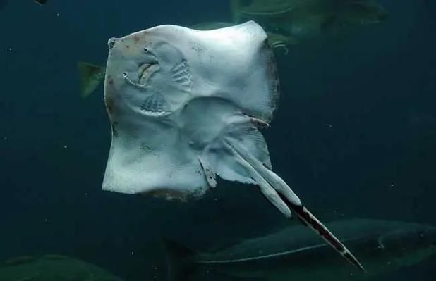 樂清鰩魚圖片