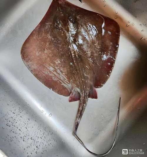 樂清鰩魚圖片
