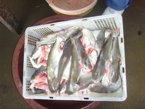 樂清鰩魚圖片