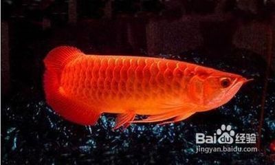 金龍魚膠怎么吃才會有效果呢：金龍魚膠搭配食材推薦