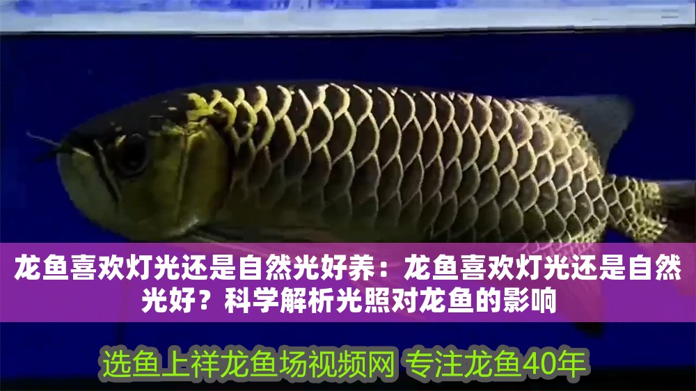 龍魚喜歡燈光還是自然光好養：龍魚喜歡燈光還是自然光好？科學解析光照對龍魚的影響
