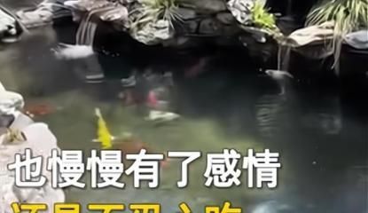 金龍魚多長時間不吃食能餓死了：金龍魚多長時間不吃食能餓死