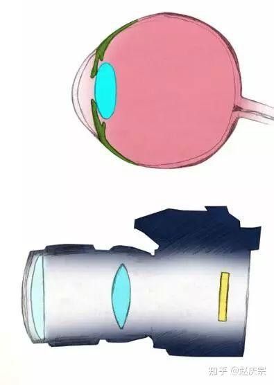 龍魚掉眼是什么意思圖片