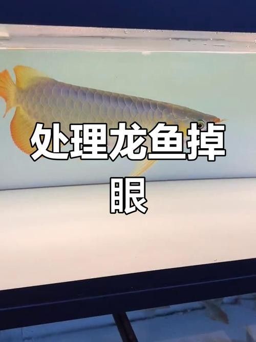龍魚掉眼是什么意思圖片