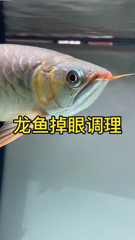 龍魚掉眼是什么意思圖片