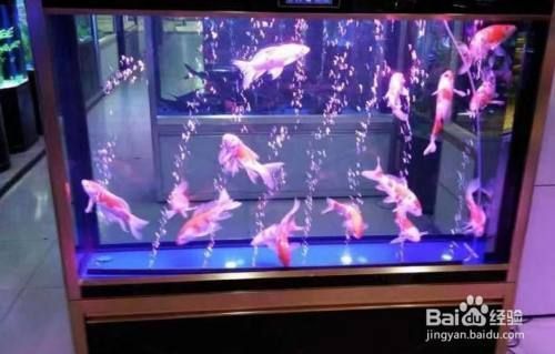 魚缸一般幾年大清理一次（如何判斷魚缸水質(zhì)是否變差）