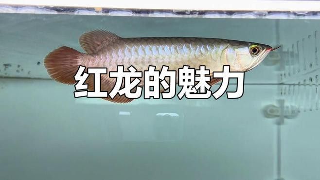 給我推薦幾款紅龍之眼4K壁紙