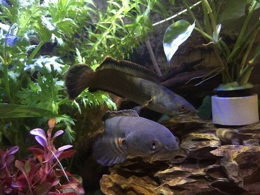 不同品種雷龍魚混養（雷龍魚可以與多種魚類混養）