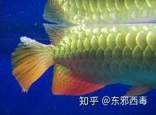 古典金龍與現代改良金龍的區別