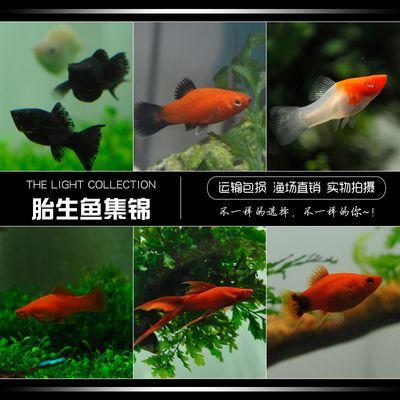 紅金龍魚活體怎么養(yǎng)活（養(yǎng)殖紅金龍魚需要注意哪些問題？）