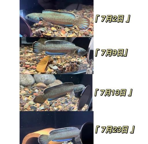 龍魚黑缸圖片大全高清
