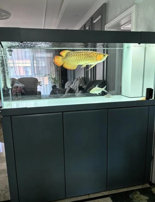 龍魚黑缸圖片大全高清