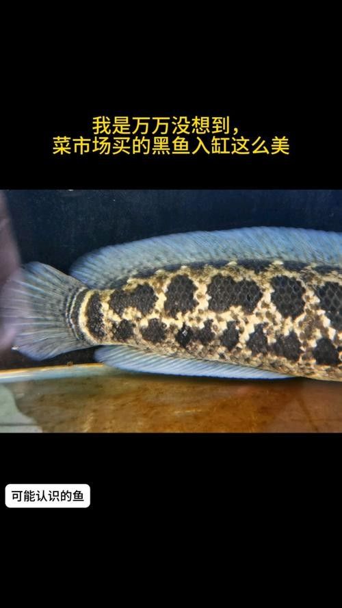 龍魚黑缸圖片大全高清
