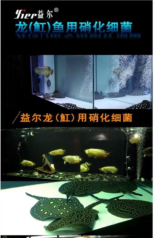 龍魚黑缸圖片大全高清