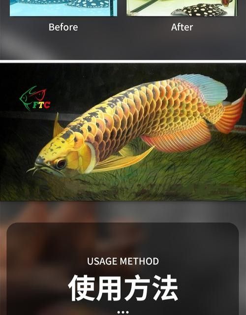龍魚黑缸圖片大全高清