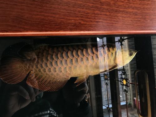 龍魚黑缸圖片大全高清