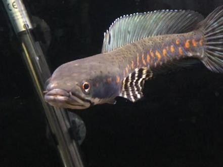 龍魚黑缸圖片大全高清