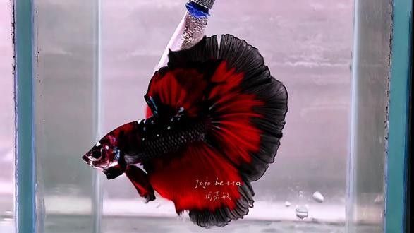 龍魚黑缸圖片大全高清