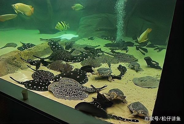 龍魚黑缸圖片大全高清