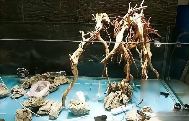 龍魚黑缸圖片大全高清