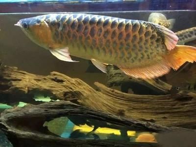 廣州龍魚養殖場排名榜前十名：2018年廣州龍魚養殖場排名榜前十名