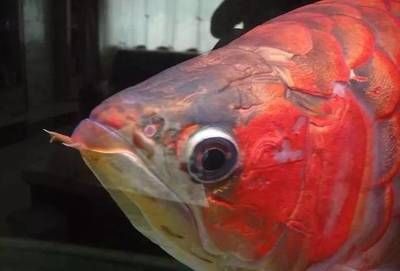 紅龍魚的燈光使用時間（紅龍魚一天開幾個小時的燈,飼養紅龍魚每天魚缸的燈開多長時間?）