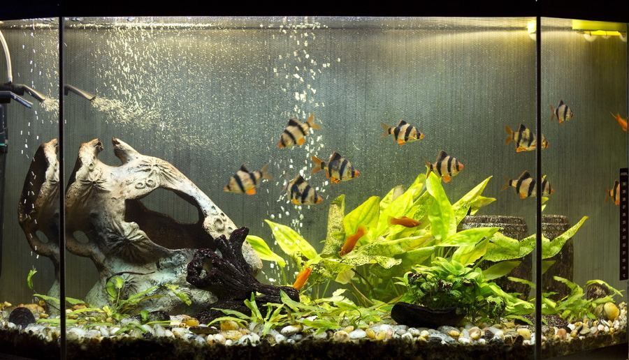 龍魚一到晚上就撞缸（為什么龍魚一到晚上就撞缸）