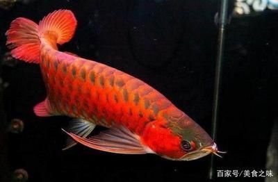 新加坡龍魚（新加坡龍魚價格高昂，血紅色最為名貴，）