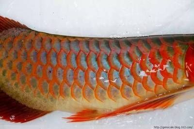 龍魚白點病的治療方法：龍魚白點病如何治療