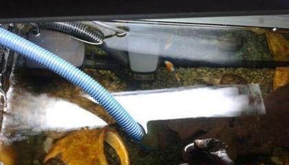 魚缸養龍魚有什么風水：養龍魚在風水學中被認為有特殊功效，魚缸養龍魚有什么禁忌