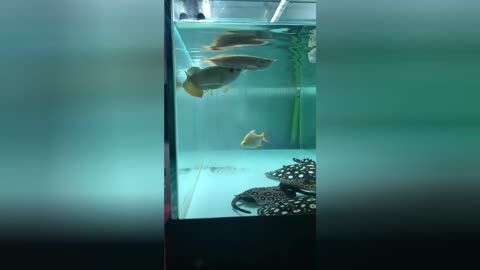 魚缸養龍魚有什么風水：養龍魚在風水學中被認為有特殊功效，魚缸養龍魚有什么禁忌