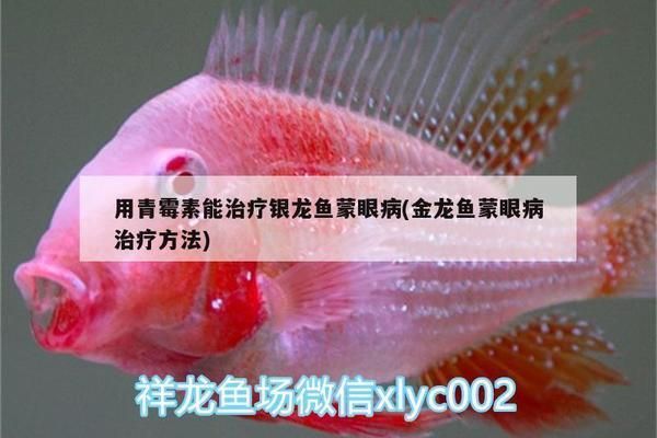 金龍魚蒙眼用青霉素用多少呢：金龍魚蒙眼病的使用青霉素治療龍魚蒙眼病用量多少