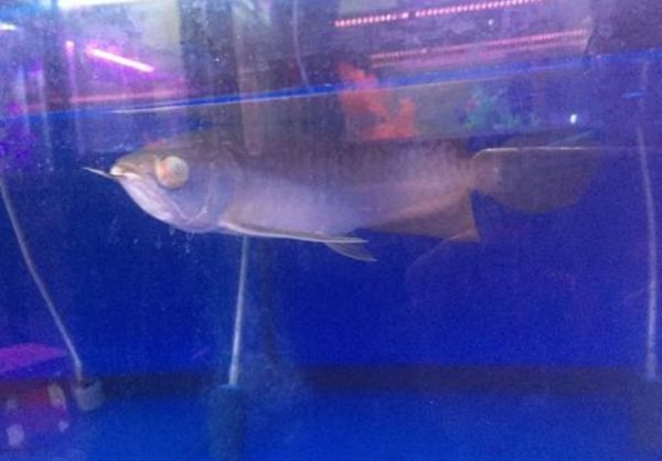 金龍魚蒙眼用青霉素用多少呢：金龍魚蒙眼病的使用青霉素治療龍魚蒙眼病用量多少