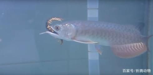 龍魚突然咬別的魚怎么辦呢圖片：龍魚突然咬別的魚怎么辦