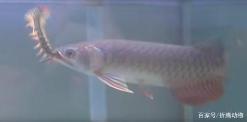 龍魚突然咬別的魚怎么辦呢圖片：龍魚突然咬別的魚怎么辦