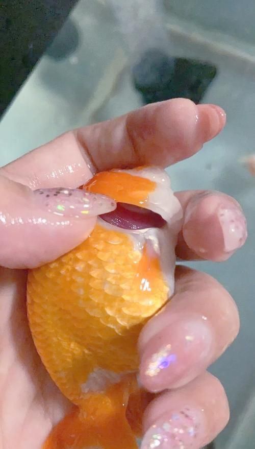 龍魚鰓病癥狀圖片 龍魚百科 第15張 龍魚鰓病癥狀圖片 龍魚鰓病癥狀圖片 龍魚百科 第15張