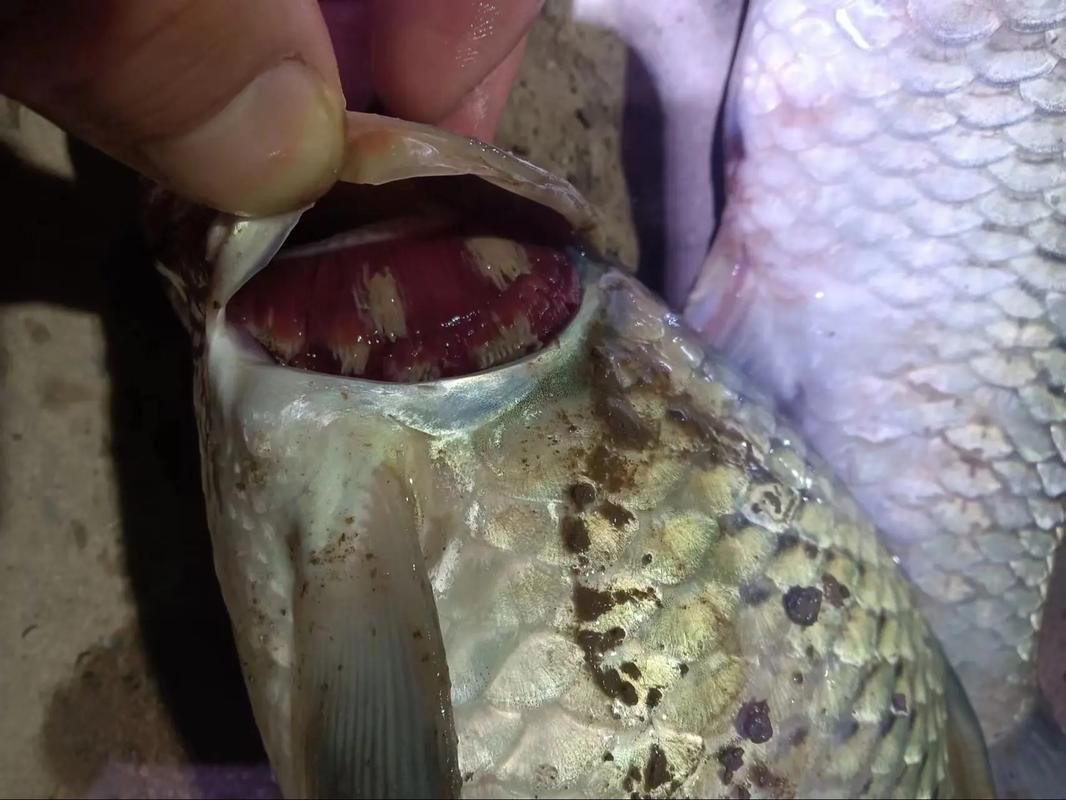 龍魚鰓病癥狀圖片 龍魚百科 第17張 龍魚鰓病癥狀圖片 龍魚鰓病癥狀圖片 龍魚百科 第17張