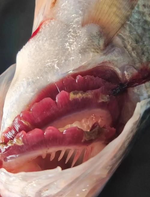 龍魚鰓病癥狀圖片 龍魚百科 第18張 龍魚鰓病癥狀圖片 龍魚鰓病癥狀圖片 龍魚百科 第18張