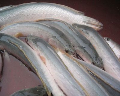 申古銀版魚最佳養殖水溫：關于申古銀版魚最佳養殖水溫并沒有完全相關的直接答案