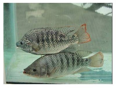申古銀版魚最佳養殖水溫：關于申古銀版魚最佳養殖水溫并沒有完全相關的直接答案
