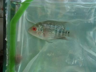 申古銀版魚最佳養殖水溫：關于申古銀版魚最佳養殖水溫并沒有完全相關的直接答案