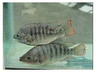 申古銀版魚最佳養殖水溫：關于申古銀版魚最佳養殖水溫并沒有完全相關的直接答案