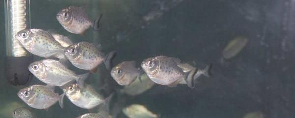 申古銀版魚最佳養殖水溫：關于申古銀版魚最佳養殖水溫并沒有完全相關的直接答案