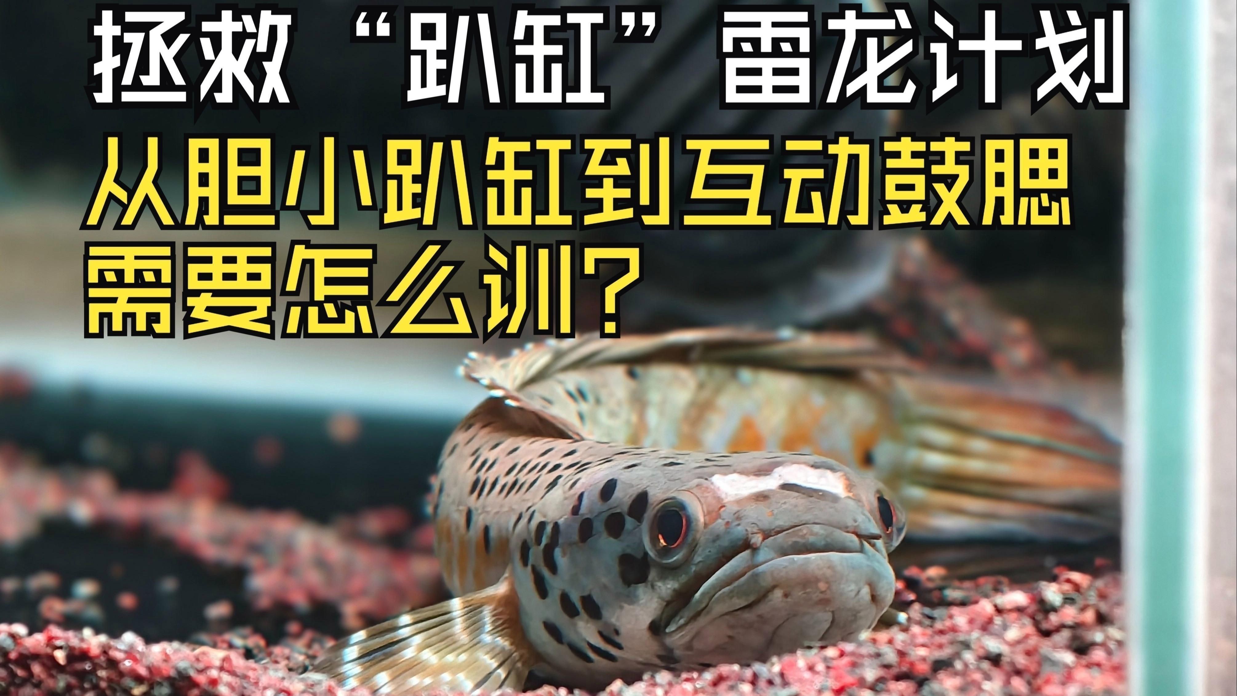 雷龍魚一直趴缸怎么辦