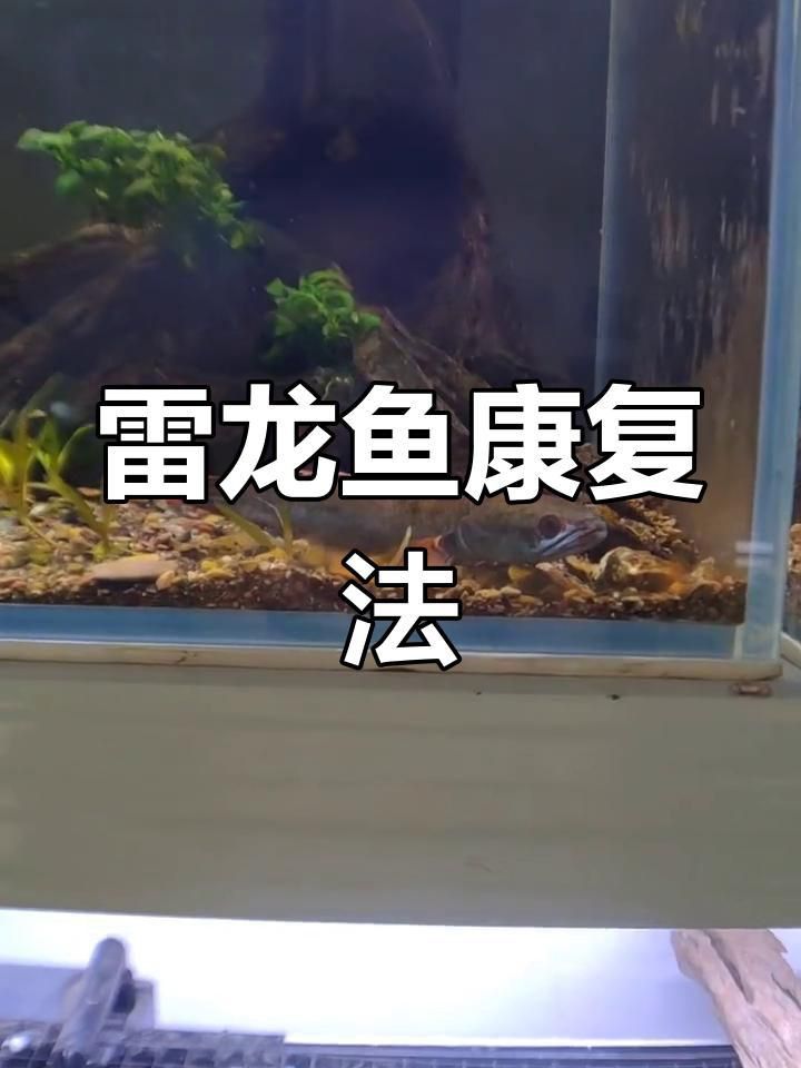 雷龍魚一直趴缸怎么辦