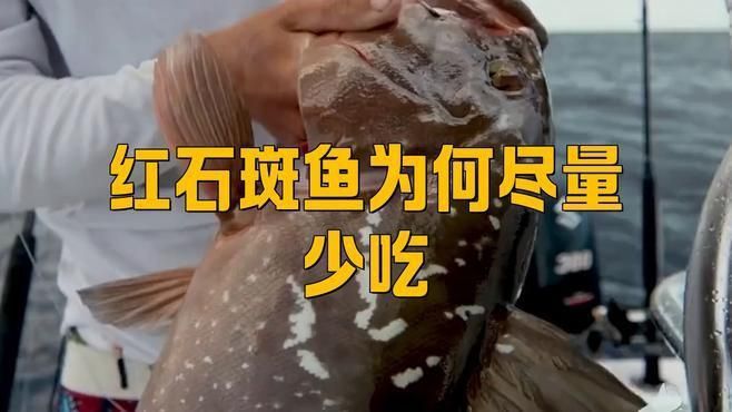 為什么不建議吃石斑魚