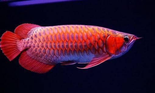 紅龍魚(yú)圖片高清大圖大全視頻