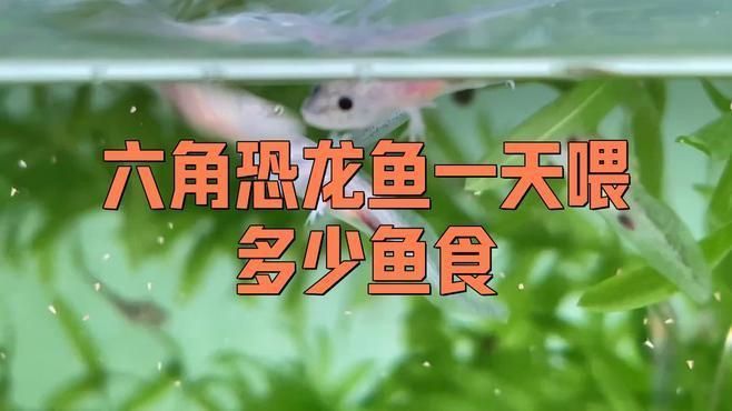 六角龍魚多久喂一次