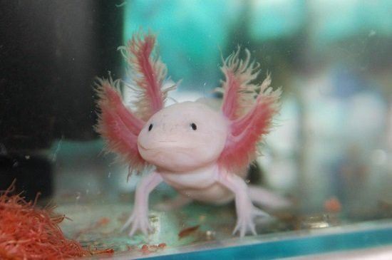 六角恐龍魚能繁殖嗎